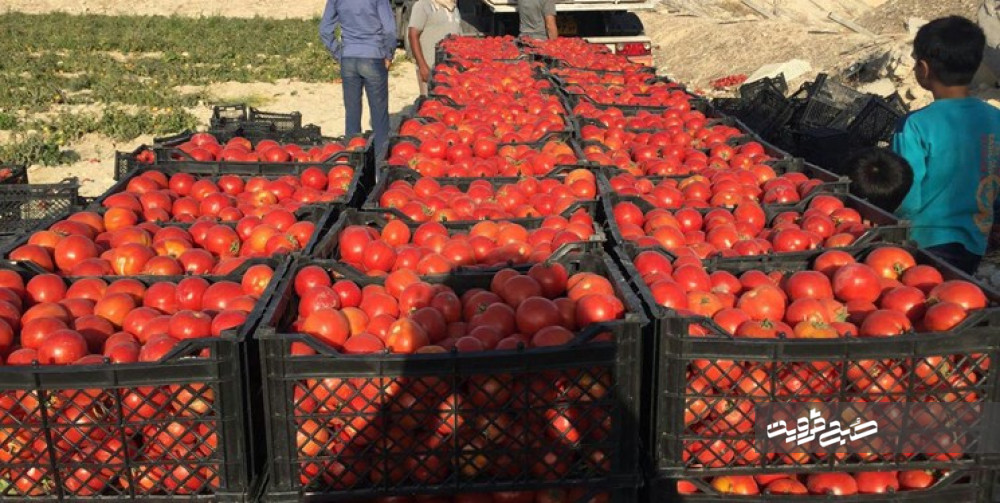 بیش از ۳هزار تن گوجه‌فرنگی از کشاورزان قزوین خریداری شد