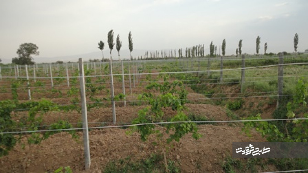 ۶۰۰هکتار باغ انگور ارگانیک در قزوین ایجاد شده است