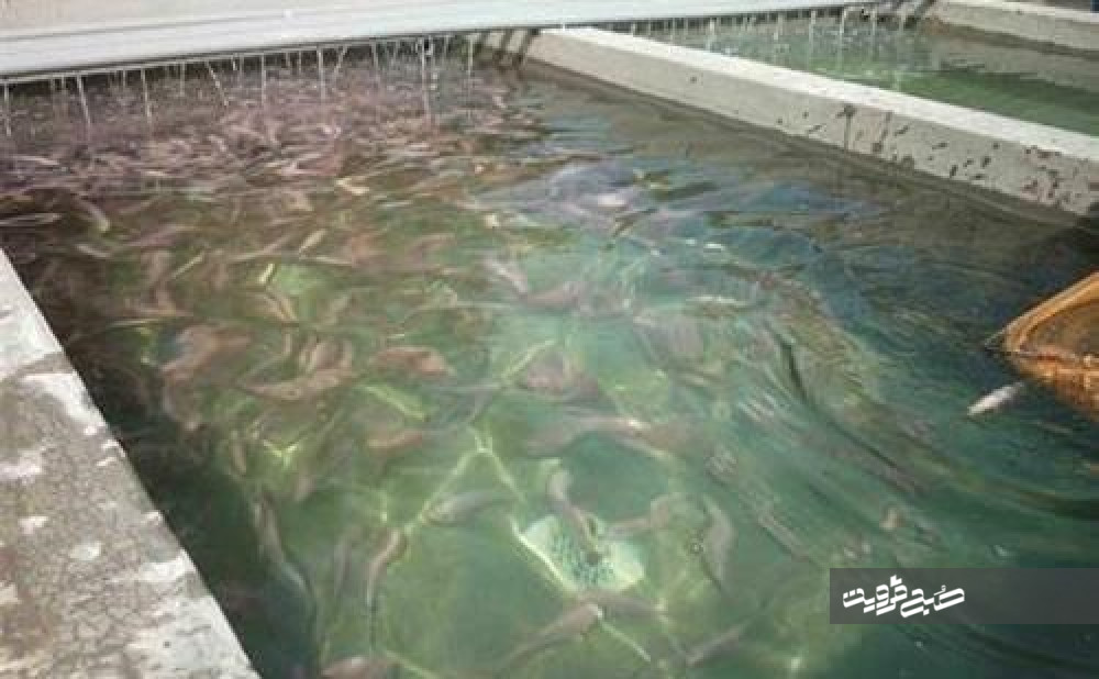 ۹۵ تن ماهی در استخرهای پرورش ماهی شهرستان البرز تولید می‌شود