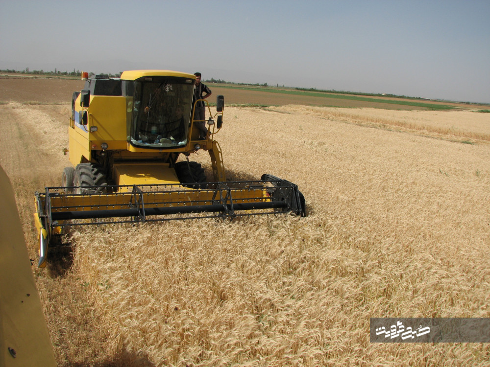 پیش‌بینی تولید ۳۳۰ هزار تنی گندم در استان قزوین