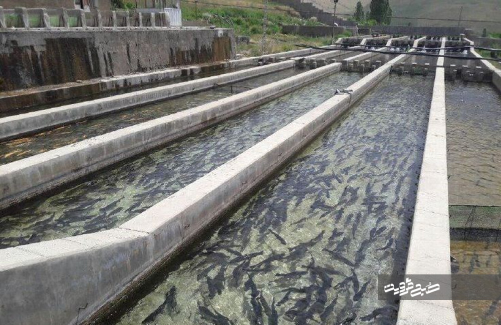 ۳۹۰۰ تن انواع ماهی در قزوین تولید شد
