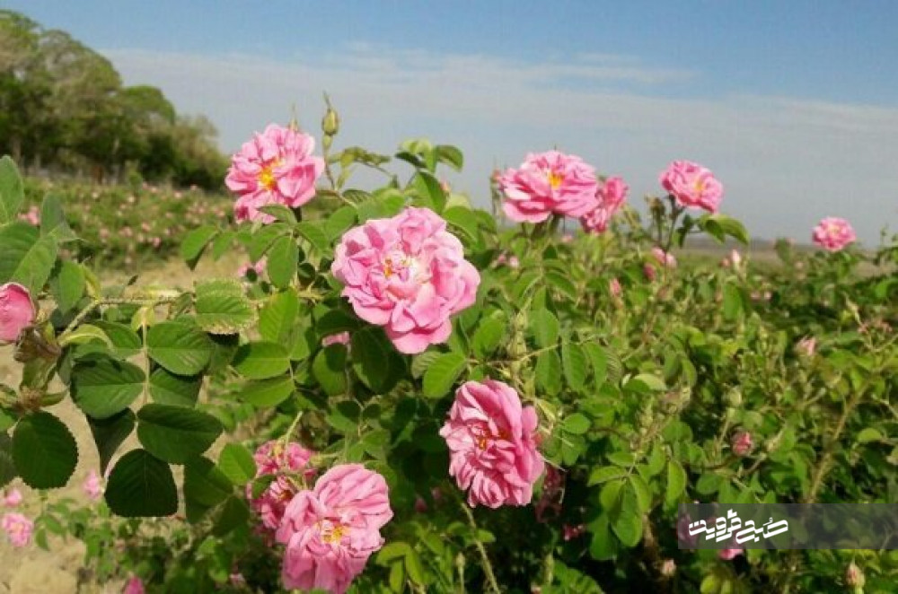 آغاز برداشت گل محمدی از ۹۶ هکتار مزارع کشاورزی قزوین