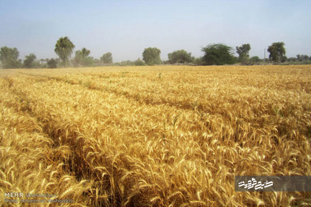 خرید تضمینی ۲۵۰ هزار تن گندم از کشاورزان قزوینی