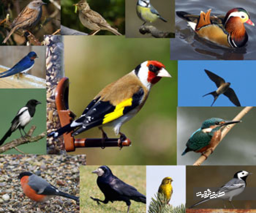 تغییر کاربری اراضی از تهدیدات مهم زیستگاه‌هاست/ وجود ۲۳۰ گونه پرنده در قزوین