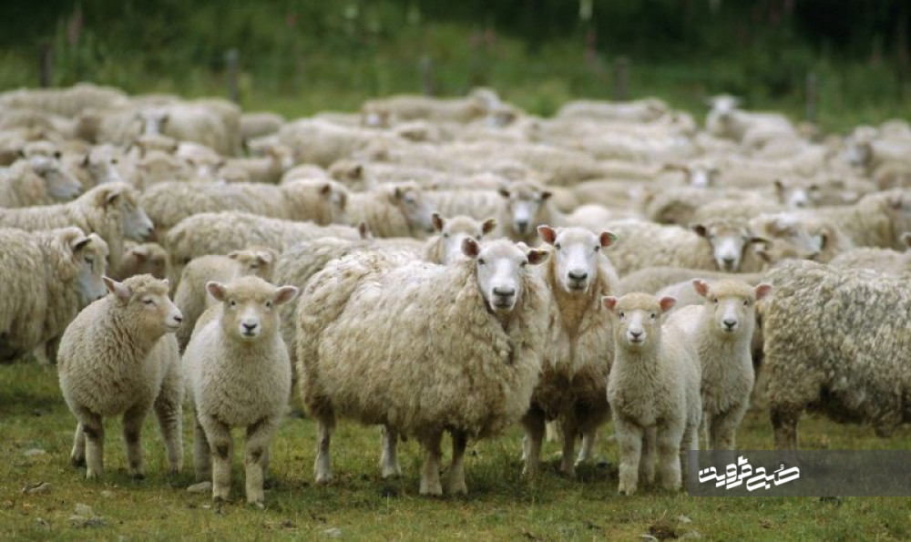 تصویر هوایی جالب از گله گوسفندها