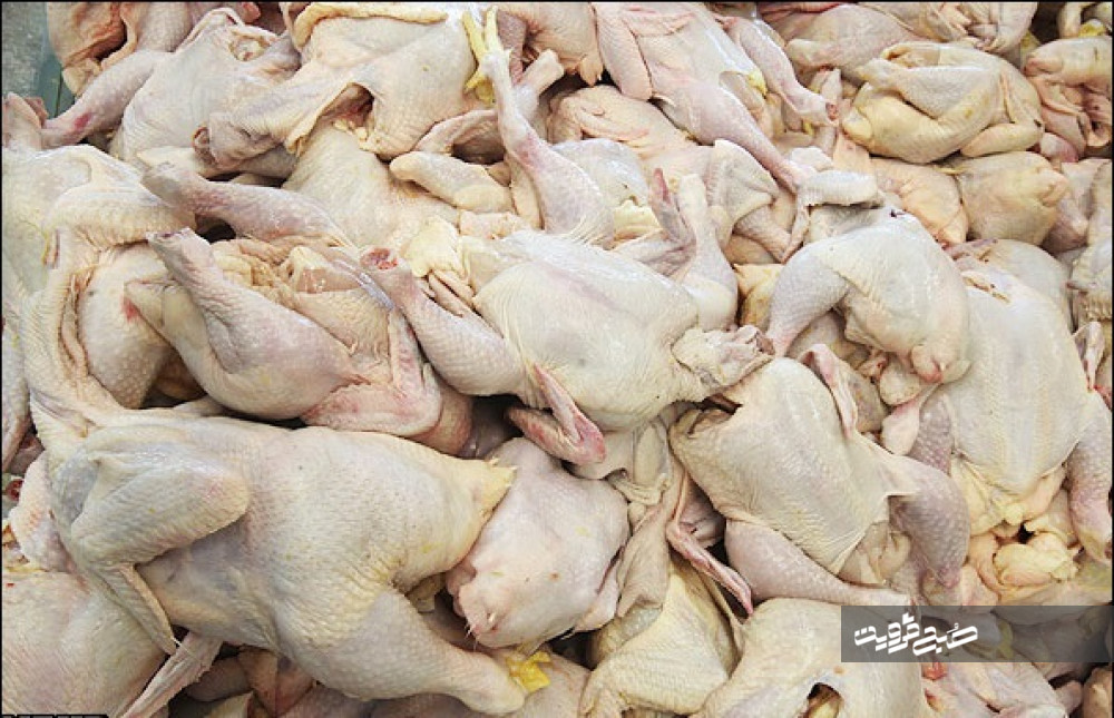 ۳ تن مرغ غیرقابل مصرف معدوم شد/ تشدید نظارت‌های دامپزشکی در قزوین