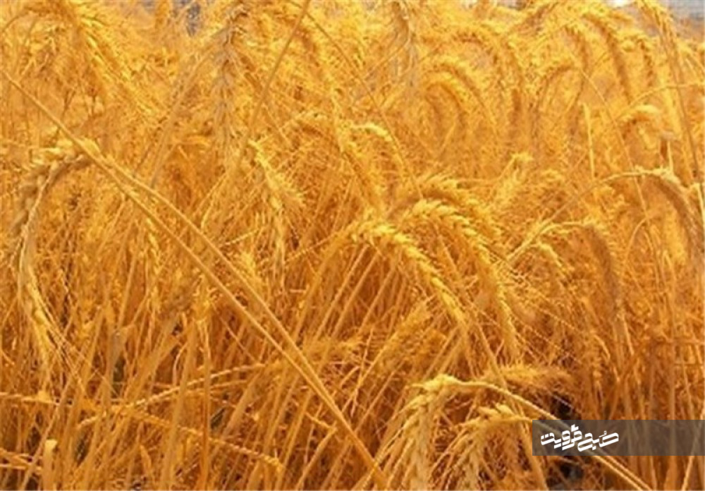 سالانه ۹۴۰۰ تن بذر گندم و جو در مزارع کشاورزی قزوین تولید می‌شود