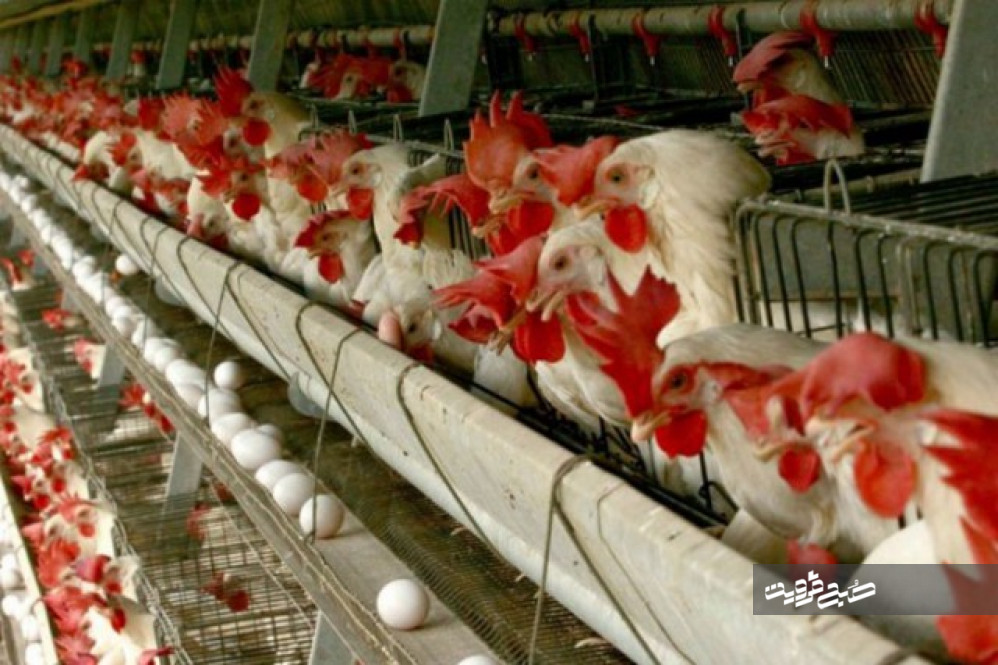 تولید ۲۰ هزار تن تخم‌مرغ در مرغداری‌های قزوین