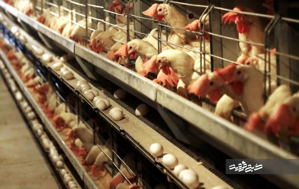 نوسانات قیمت مرغ و تخم مرغ در قزوین کاهش می‌یابد/ تولید روزانه بیش از ۴۰۰ هزار عدد ماسک