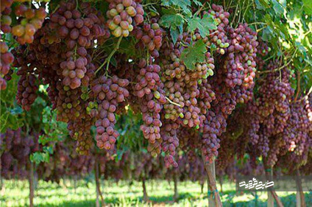 راندمان تولید انگور در باغات قزوین افزایش می‌یابد/ تعیین قیمت خرید توافقی کشمش در استان