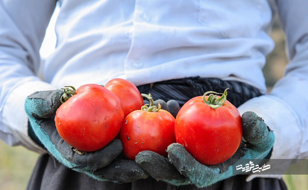 تصاویری جالب از برداشت گوجه فرنگی