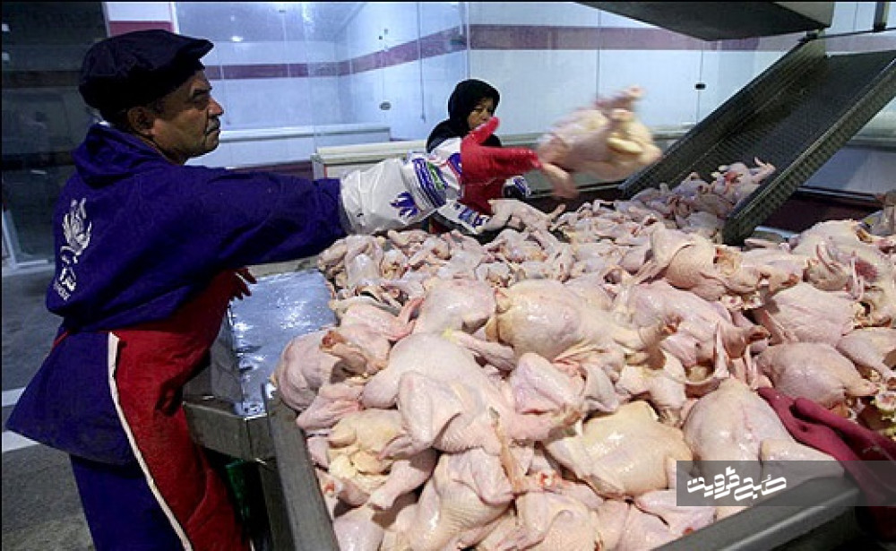 عرضه مرغ به قیمت ۲۴هزارتومان در بازار قزوین/ نهاده‌های دامی به صورت ۱۰۰درصد تامین شد