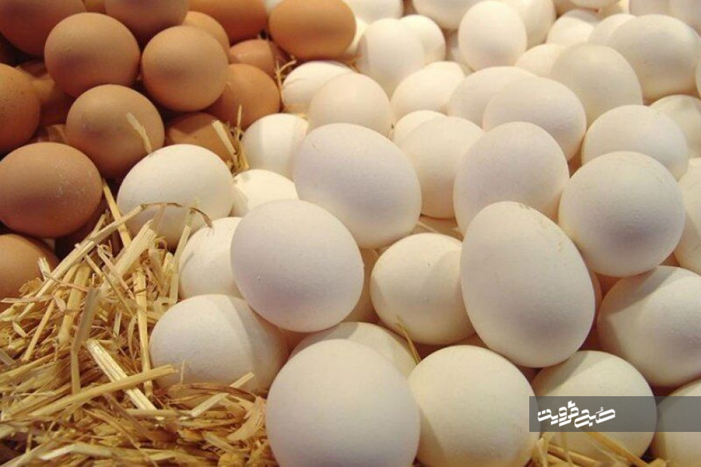 اختلال در سیستم تولیدوعرضه عامل گرانی تخم‌مرغ/ قیمت مصوب ۳۰هزار تومان تعیین شد