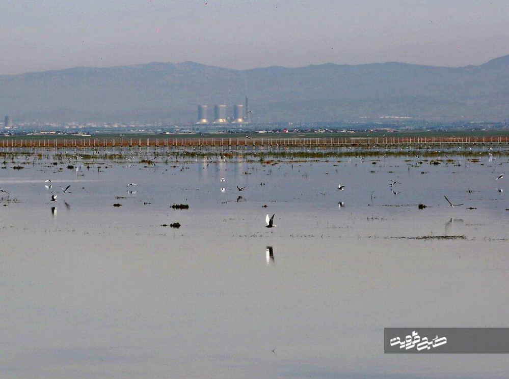 تالاب "الله آباد" آبیک میزبان ۲۲گونه پرنده آبزی و کنار آبزی