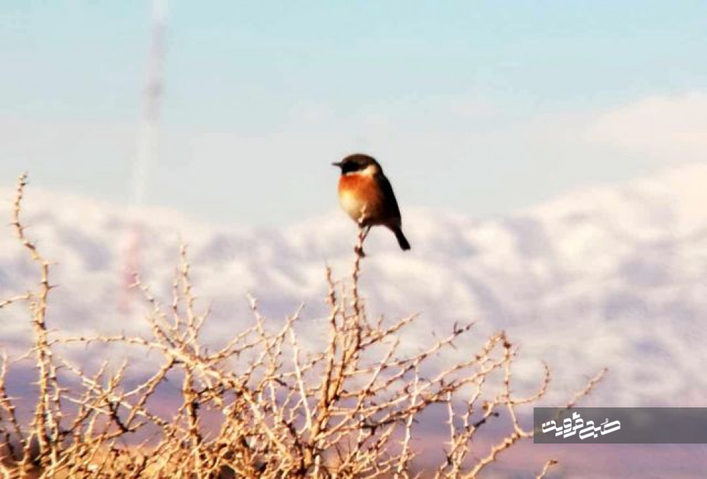 پرنده چک اروپایی در تالاب "الله آباد" آبیک مشاهده شد