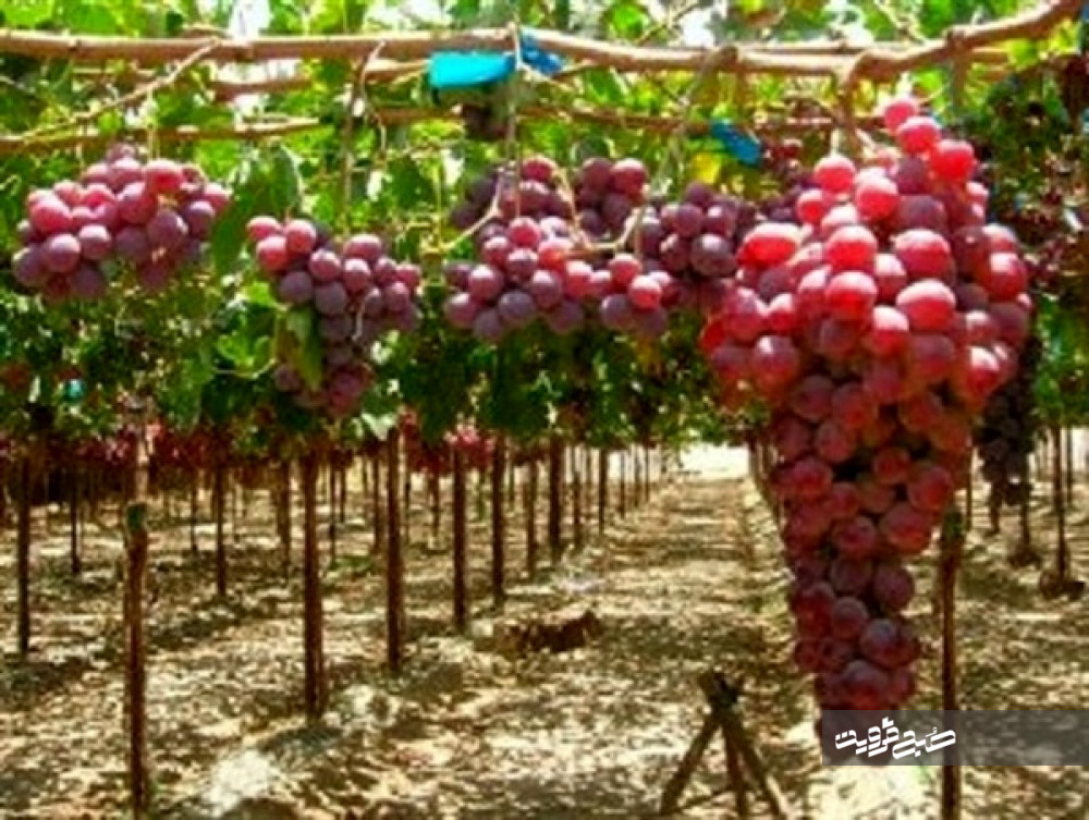بیش از ۵۰درصد محصولات باغی مربوط به انگور است/ ۳هزار متقاضی تسهیلات داربستی کردن باغات انگور