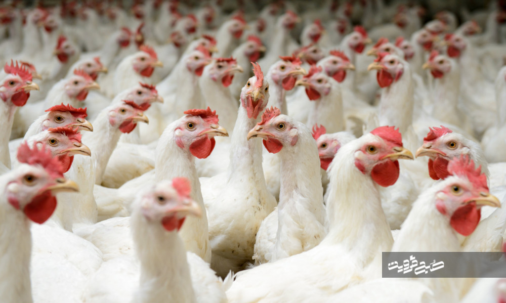كشف ۳هزار قطعه مرغ زنده فاقد مجوز در بوئین‌زهرا