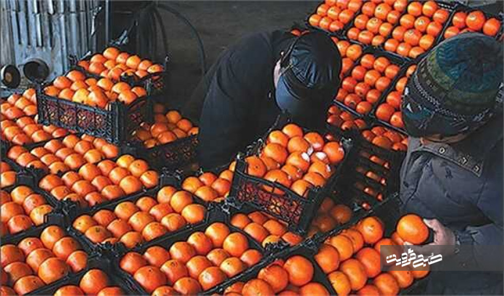 کاهش قیمت پرتقال تنظیم بازار در استان قزوین