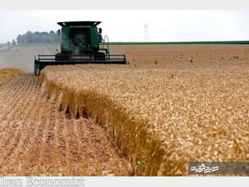 قیمت گندم هفته آینده تعیین تکلیف می‌شود