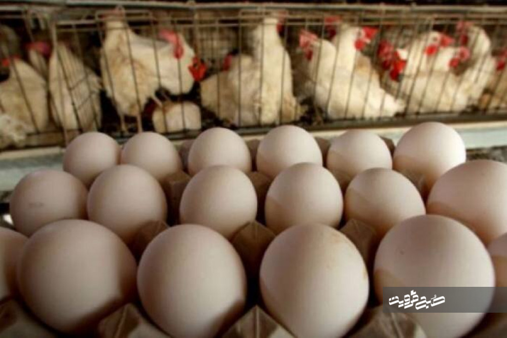 تولید تخم مرغ در قزوین پنج برابر نیاز استان است