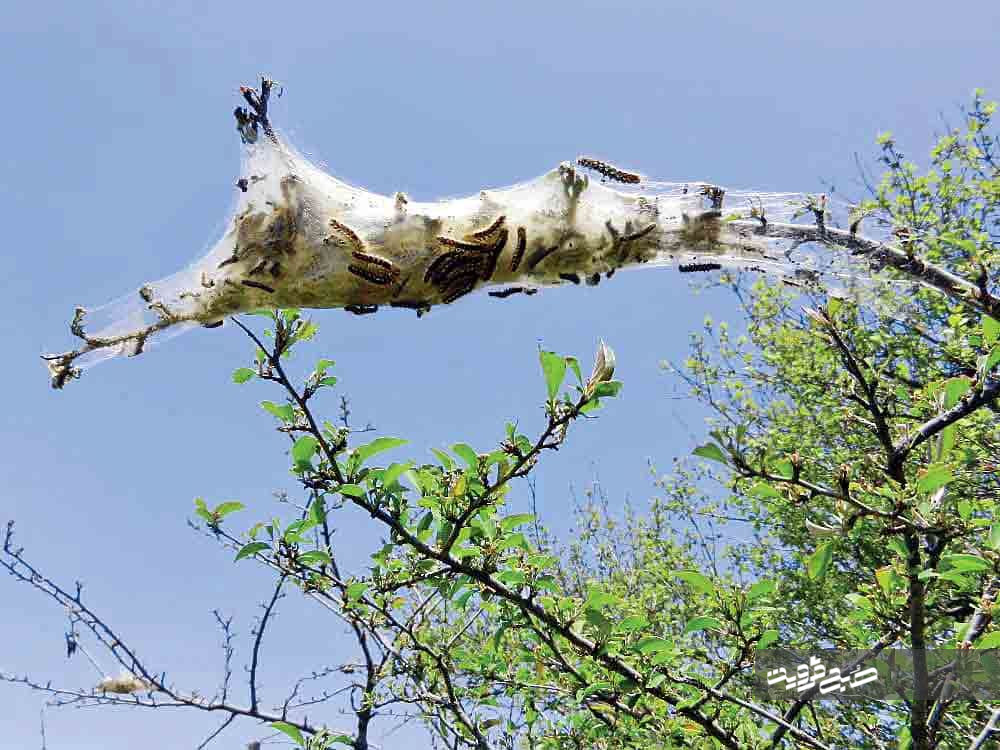 طغیان آفت پروانه‌های دم‌قهوه‌ای در ۵۰۰ هکتار از اراضی طارم‌سفلی