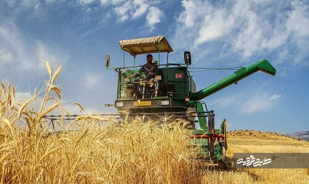۱۰هزار تن گندم از کشاورزان قزوینی خریداری شد