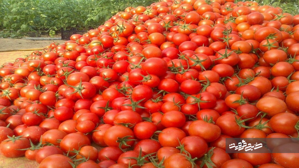 پیش بینی برداشت ۳۱۰ هزار تن گوجه فرنگی در استان قزوین