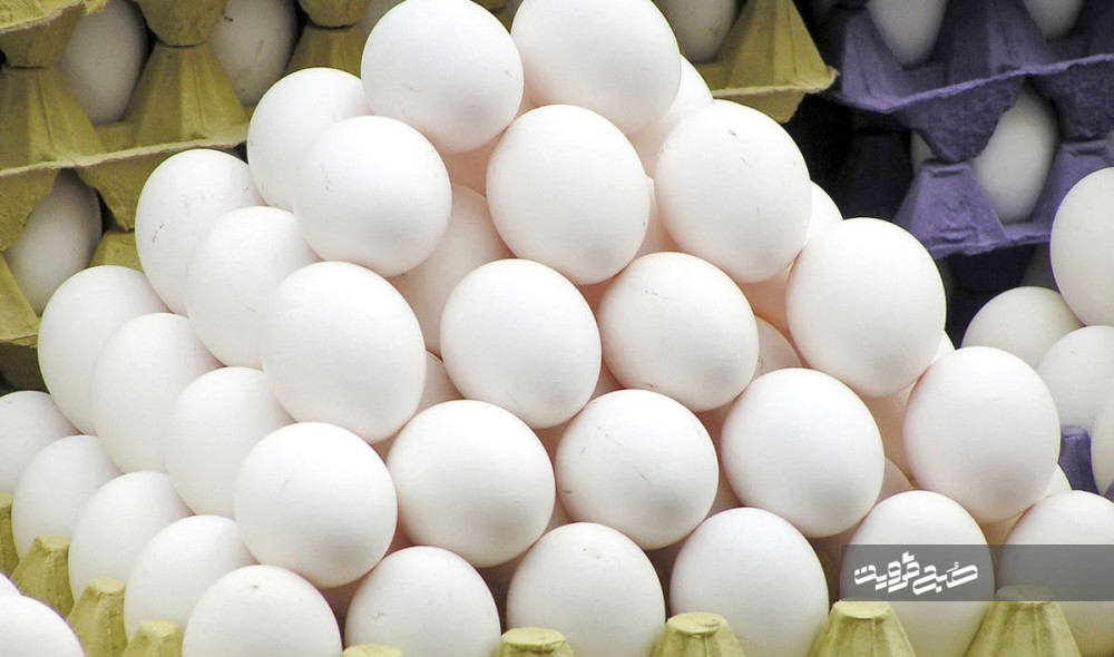 قزوین جزو بزرگ‌ترین استان‌های تولیدکننده تخم‌مرغ در کشور