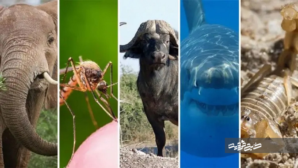 با خطرناک‌ترین و کشنده‌ترین جانداران جهان آشنا شوید + تصاویر