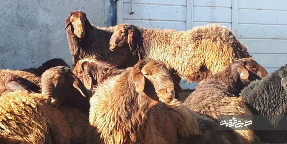 افزایش قیمت دام در قزوین/ هر کیلو گوسفند زنده ۶۴ هزار تومان شد