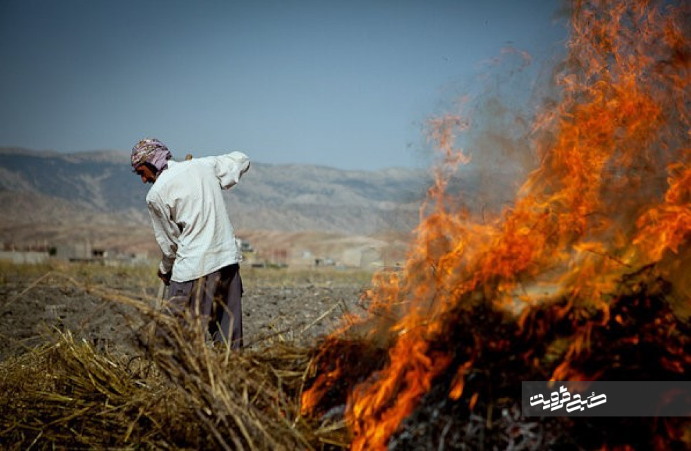 آتش زدن بقایای گیاهی در مزارع کشاورزی ممنوع است