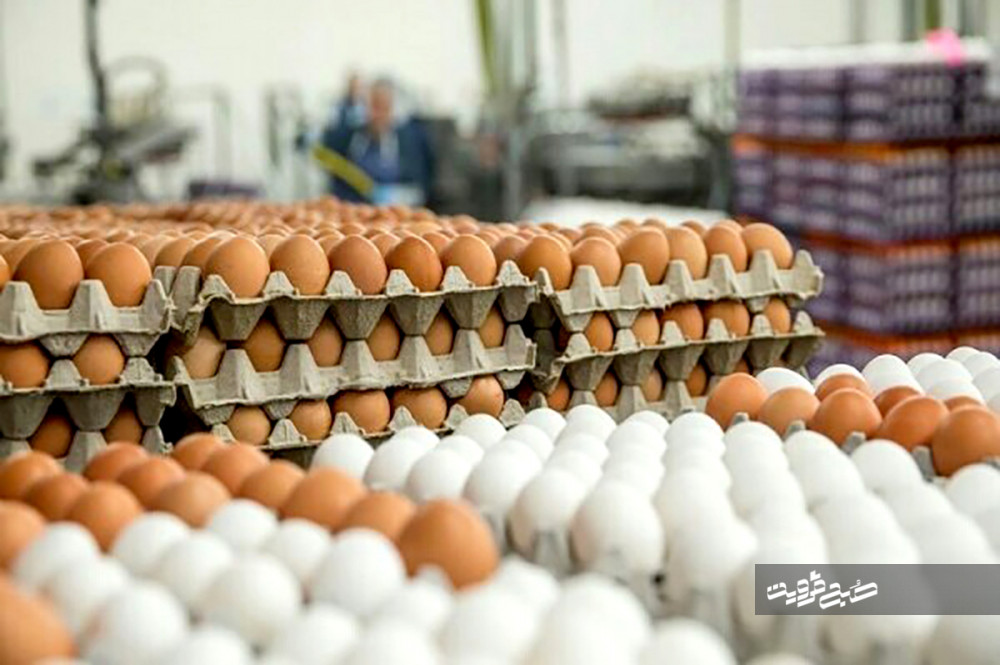 تخم مرغ مازاد تولیدی مرغداران در استان قزوین خریداری می‌شود