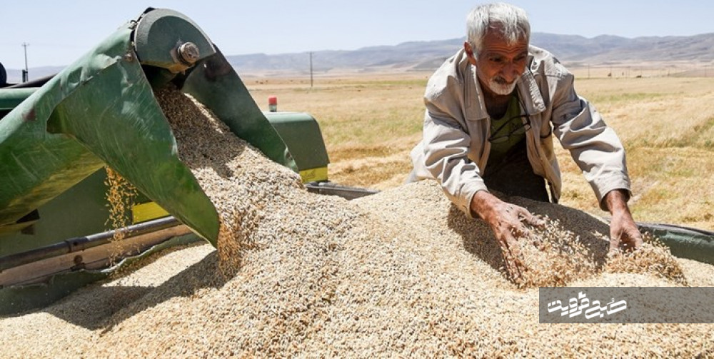 خرید تضمینی گندم در استان قزوین آغاز شد