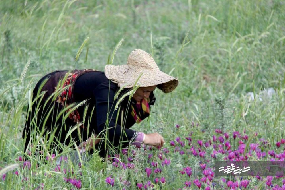 دهکده تولید گیاهان دارویی در استان قزوین احداث می‌شود