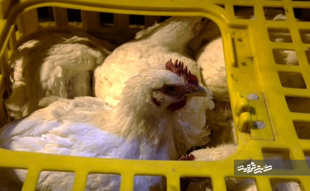 کشف بیش از ۵ تن مرغ زنده قاچاق در آوج