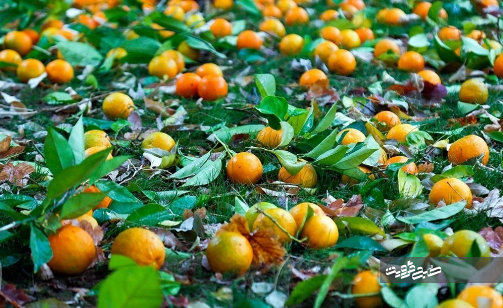 نارنج چینی در باغ ارم شیراز