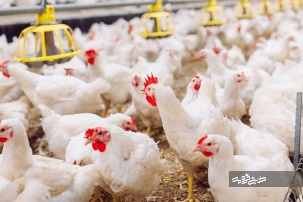 دوراهی قیمت‌گذاری مرغ در قزوین؛ حمایت از تولیدکننده یا مصرف‌کننده؟!