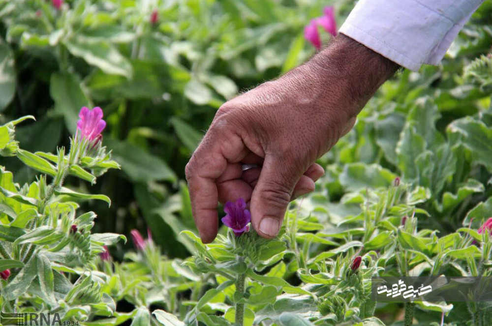 صادرات ۱۵تن گیاهان دارویی از قزوین به کشورهای خارجی