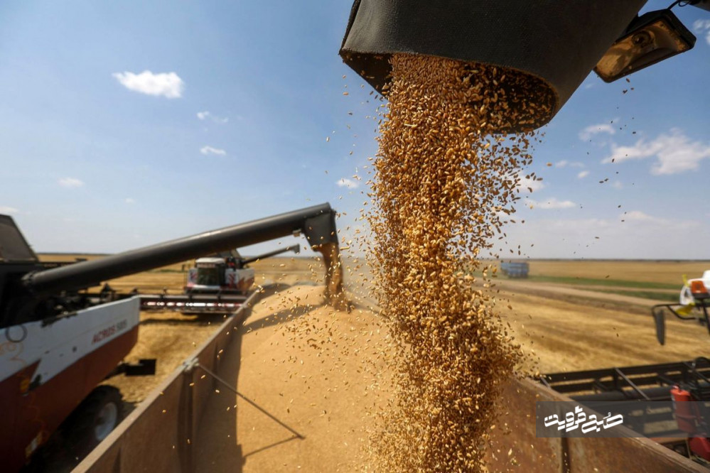 خرید تضمینی بیش از ۴۵ هزار تن گندم توسط شبکه تعاون روستایی قزوین