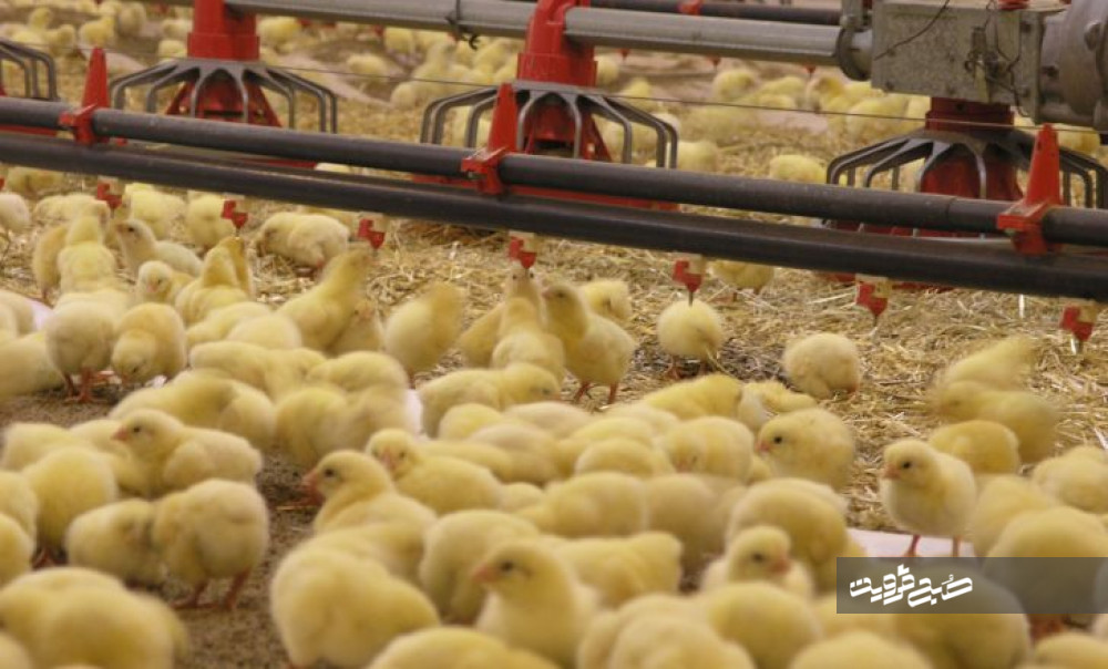 بیش از ۳ میلیون قطعه جوجه‌ریزی در واحدهای مرغ گوشتی قزوین