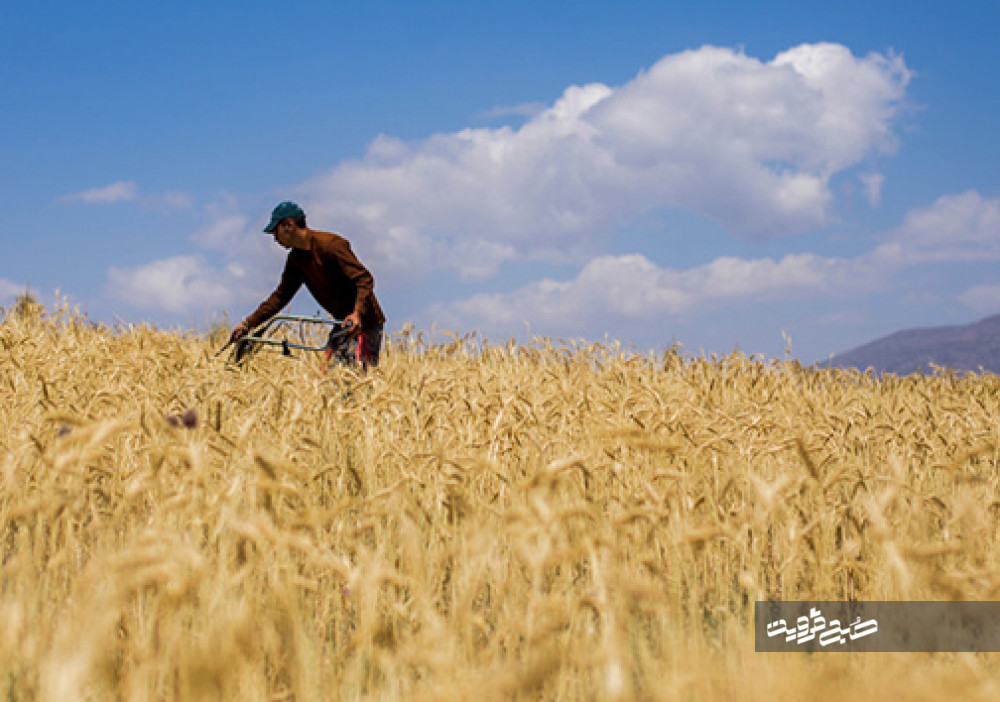 آغاز کشت گندم در مزارع کشاورزی قزوین