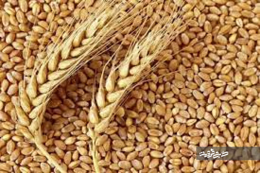 توزیع ۲ هزار و ۳۴ تن انواع بذر اصلاح شده در استان قزوین