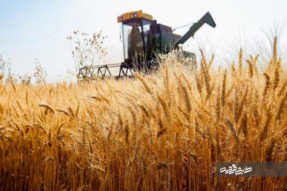 تولید بیش از ۲.۵ میلیون تن گندم در استان قزوین