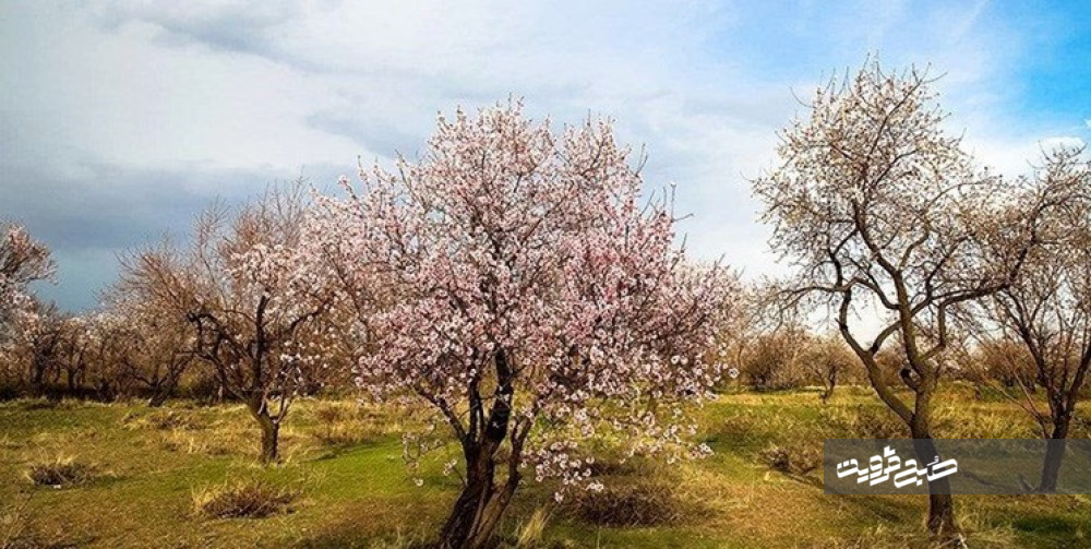 باغستان سنتی قزوین در نظام میراث کشاورزی جهانی ثبت شد