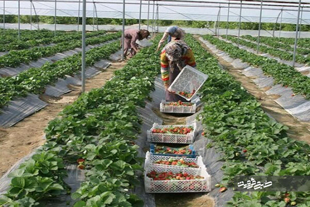 ۹۴ درصد اشتغال بخش کشاورزی قزوین محقق شد