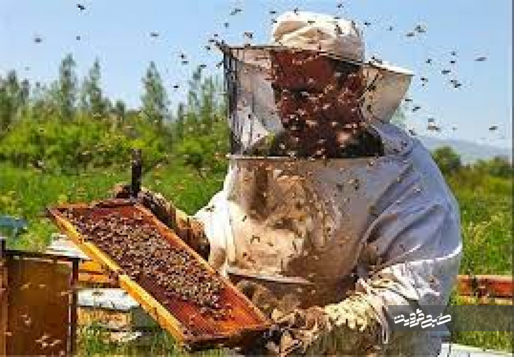 قزوین رتبه اول تولید عسل در استان
