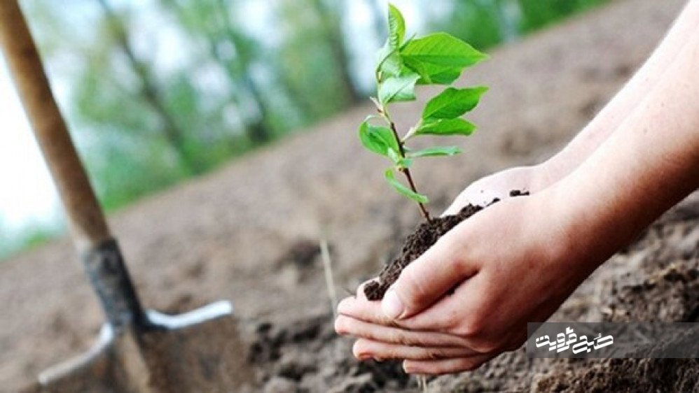 طرح مردمی کاشت یک میلیارد درخت در استان قزوین آغاز شد