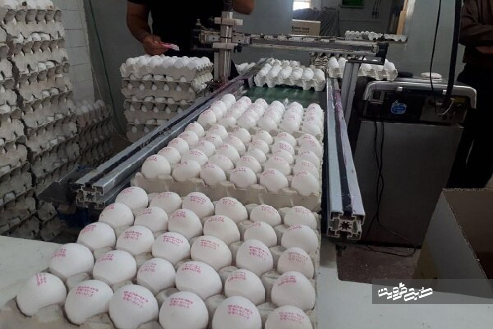 تولید ۹ هزار تن تخم مرغ در واحدهای مرغداری قزوین
