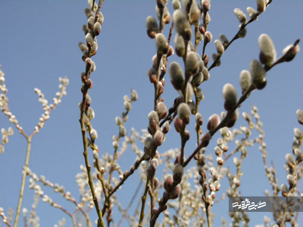 آغاز برداشت شکوفه‌های بیدمشک در استان قزوین
