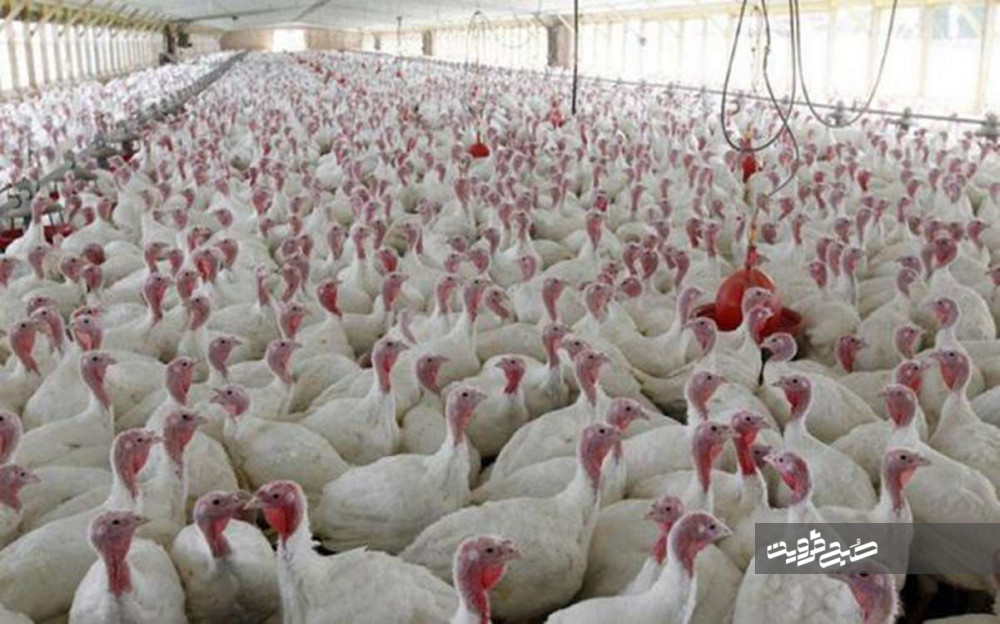 هزار تن گوشت بوقلمون در استان قزوین تولید شد